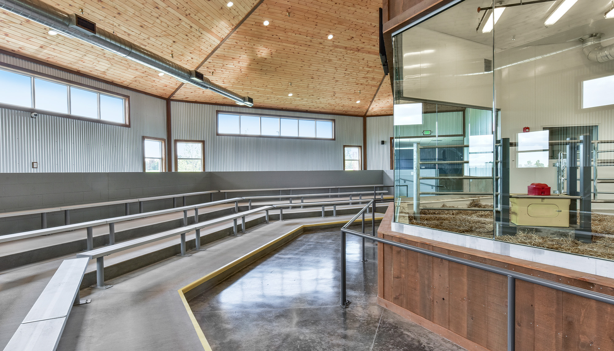 Livestock facility interior featuring clear span steel framing, cattle handling system and agricultural building construction.